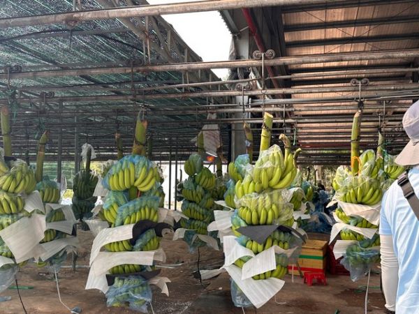 Cavendish Bananas Supplier in Vietnam
